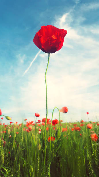 Red poppy flowers in a field