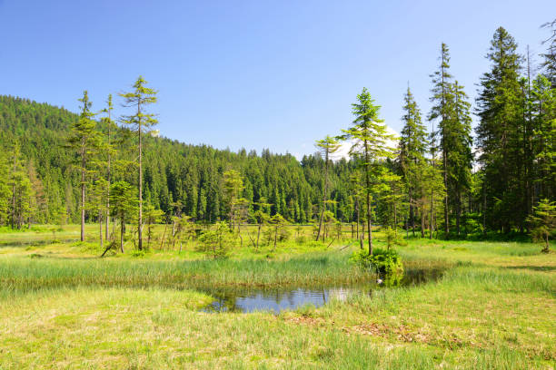istock Grosser Arbersee in National park Bavarian forest. Germany. 1137696528