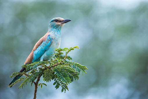 European Roller isolated in blur background in Kruger National park, South Africa ; Specie Coracias garrulus family of Coraciidae