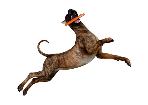3D rendering of a female brindle Great Dane dog isolated on white background