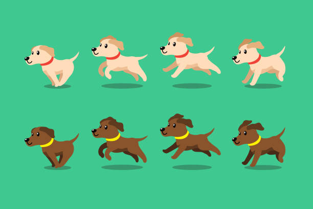 Vector cartoon character labrador retriever dog running step Vector cartoon character labrador retriever dog running step for design. dog running stock illustrations