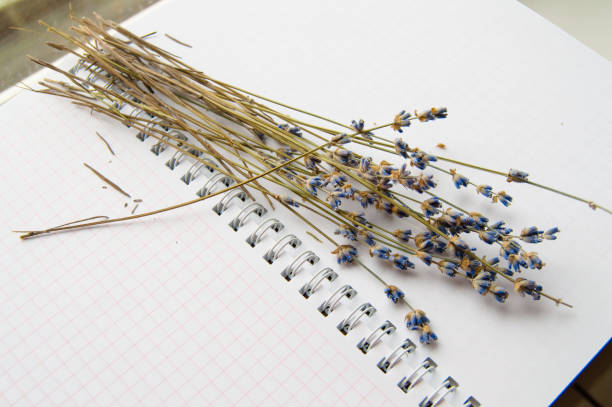 istock Dry lavender flowers lie on an open notebook, close-up 1137700185