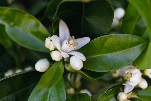 Close up of beautiful flowers on an orange tree branch