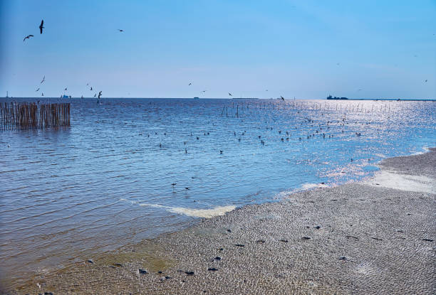 istock Tropical sea, mangrove beach and sunny sky. 1137701838