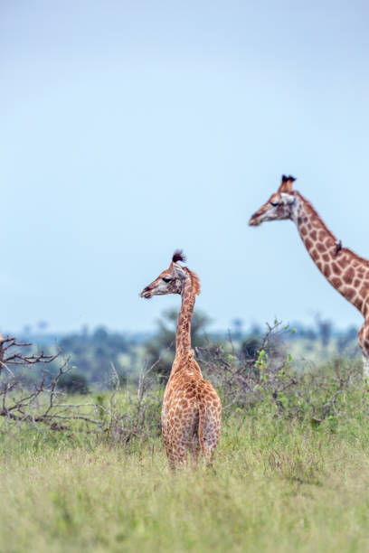 istock Giraffe in Kruger National park, South Africa 1137701874