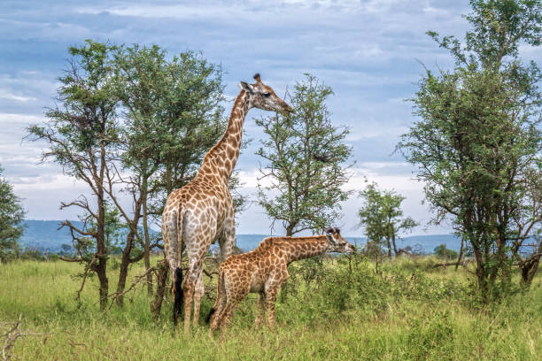 Two giraffes in Kenya, Africa