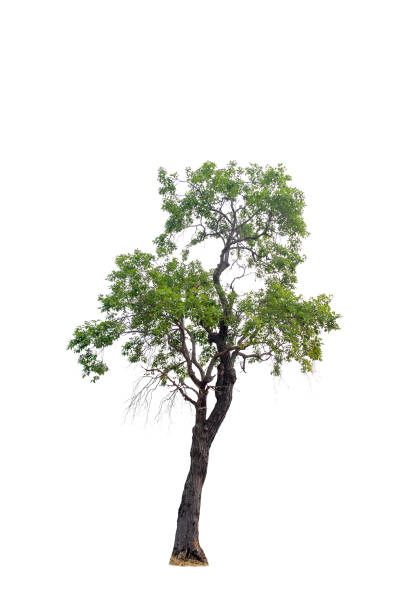 istock Beautiful tree on a white background Natural concept 1137702947