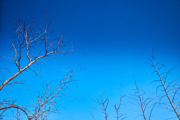 Tropical dry tree branch with vivid sky