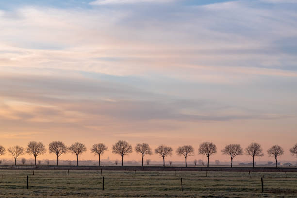 Trees in a row stock photo