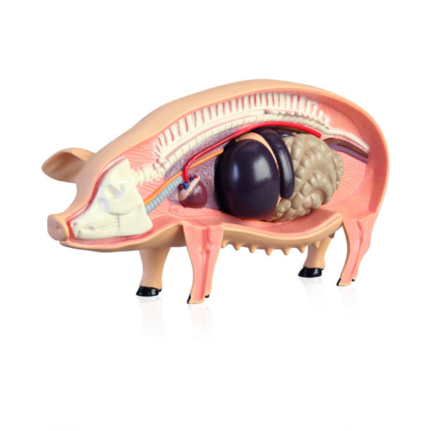 istock Anatomy of a pig 1137704344