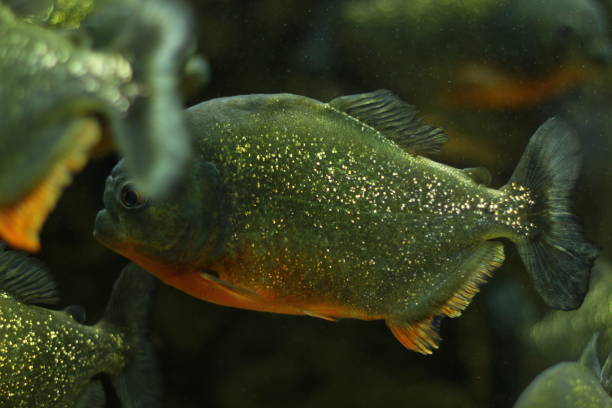 istock Piranha Natterer, Pygocentrus nattereri 1137705152