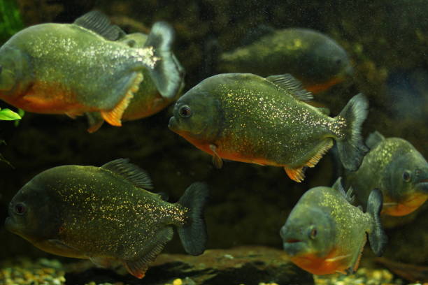 istock Piranha Natterer, Pygocentrus nattereri 1137705156