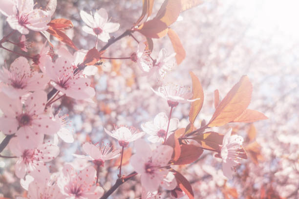 istock Spring Cherry blossoms Background, Blossoming cherry Close Up 1137705415