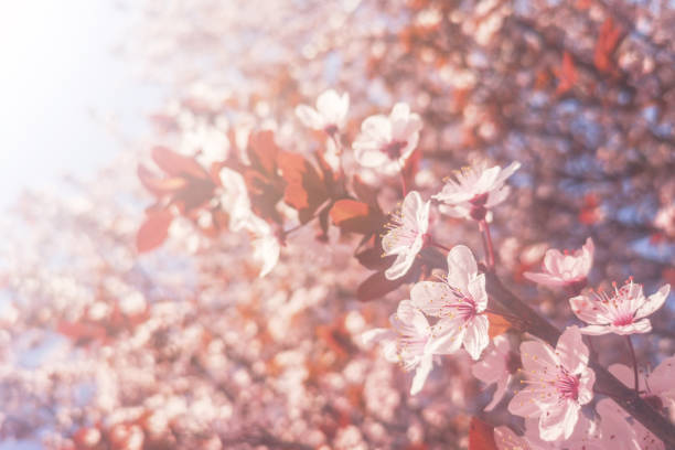 istock Spring Cherry blossoms Background, Blossoming cherry Close Up 1137705445