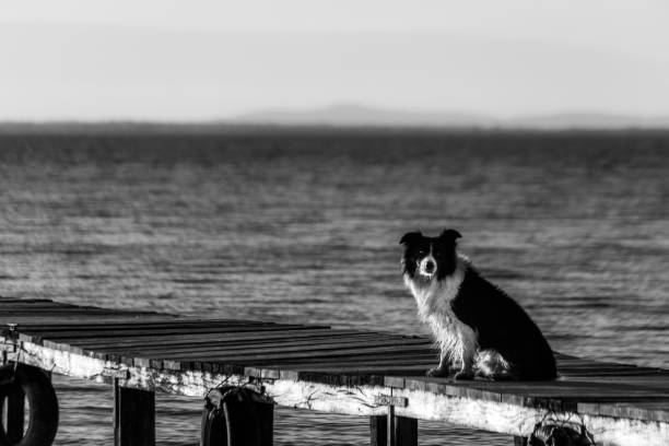 istock A dog on a pier over a a lake 1137707247