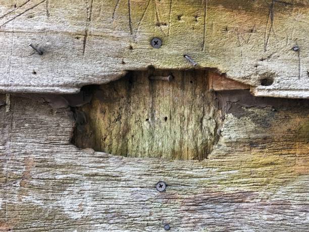 istock Full Frame Shot Of Weathered Wood 1137708328
