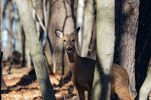 istock White-tailed Deer, natural scene , hint in the winter forest 1137708390