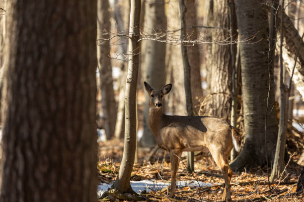 istock White-tailed Deer, natural scene , hint in the winter forest 1137708418