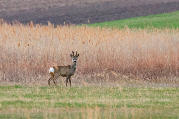 istock Wild Roe Deer Buck in a field 1137710096