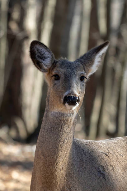 istock White-tailed Deer, natural scene , hint in the winter forest 1137710332
