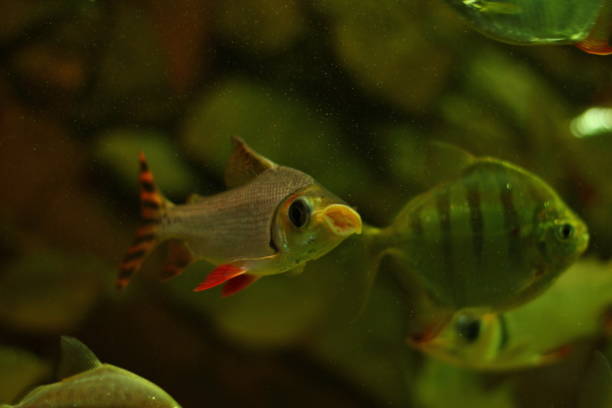 istock Tropical Exotic Aquarium fish close-up. 1137710434