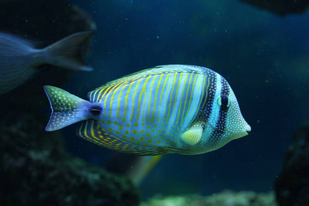 istock Tropical Exotic Aquarium fish close-up. 1137710581