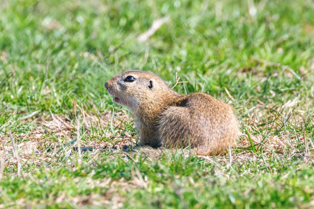 istock European ground squirrel, Souslik (Spermophilus citellus) natural environment 1137710747