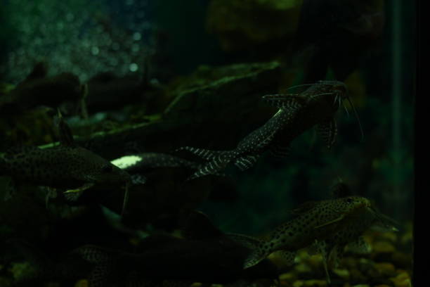 istock Tropical Exotic Aquarium fish close-up. 1137710780
