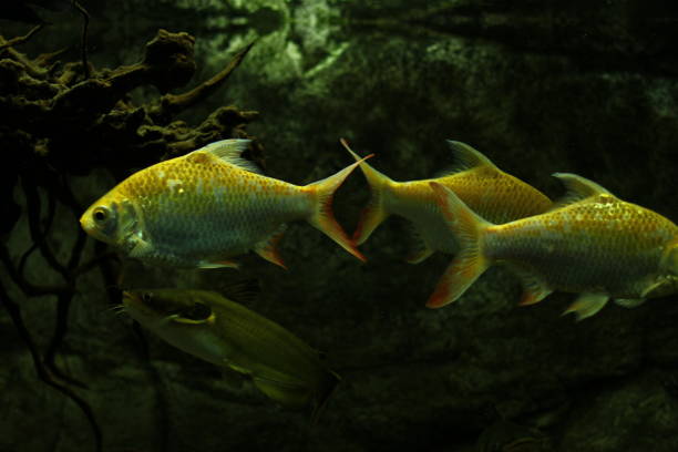 istock Tropical Exotic Aquarium fish close-up. 1137710829