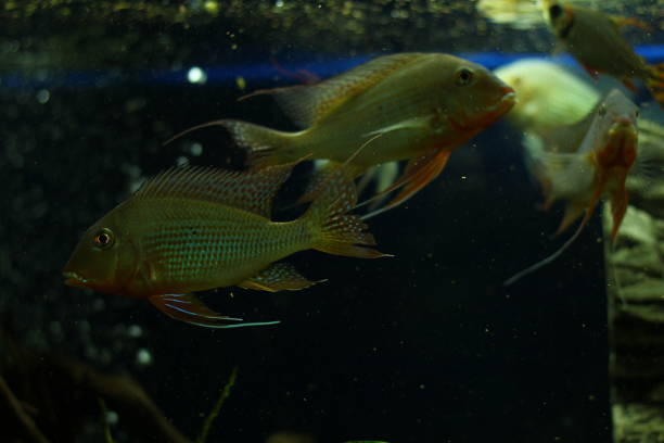 istock Tropical Exotic Aquarium fish close-up. 1137711028