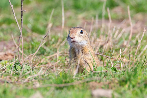 istock Souslik (Spermophilus citellus) European ground squirrel in the natural environment 1137712475