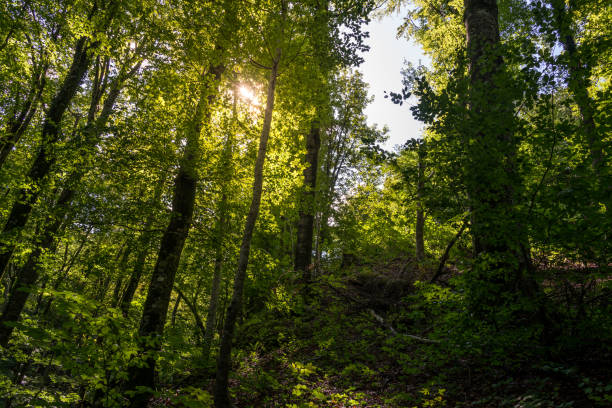 istock Two Weeks in Croatia - Plitvice Lakes National Park 1137712476