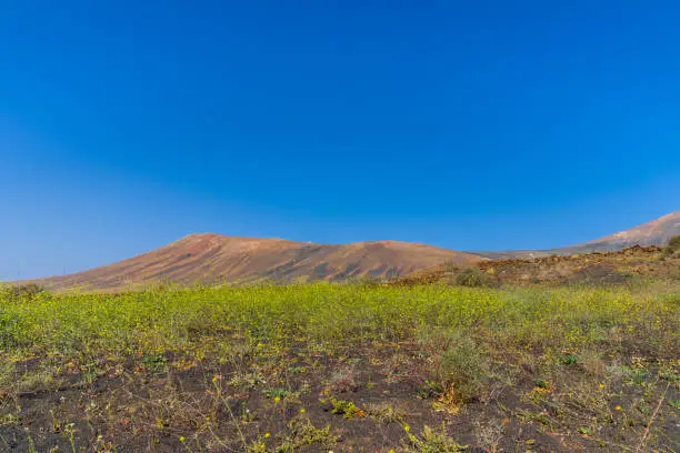 Photo of Spain, Lanzarote, Colorful volcanoes behind yellow blooming flower field