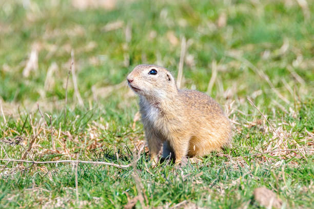 istock Souslik (Spermophilus citellus) European ground squirrel in the natural environment 1137714286