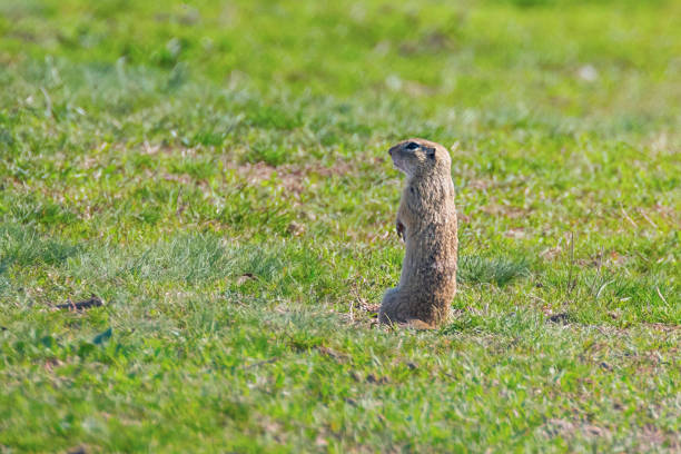 istock European ground squirrel, Souslik (Spermophilus citellus) natural environment 1137715758