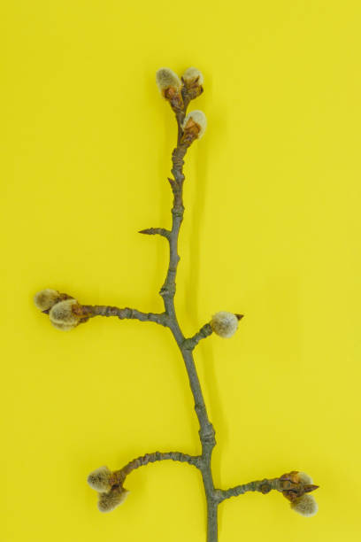 istock Expanded buds on pussy willow branch on yellow background 1137715886