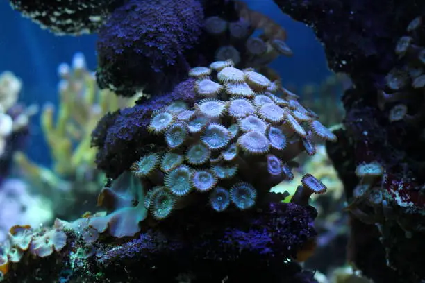 Photo of Exotic underwater coral colony.