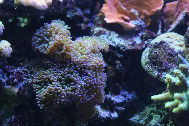 istock Exotic underwater coral colony. 1137718099