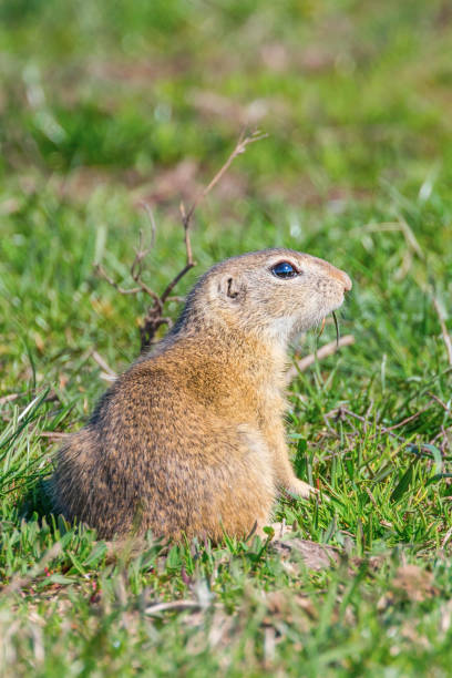 istock European ground squirrel, Souslik (Spermophilus citellus) natural environment 1137719057
