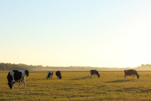 istock cloven-hoofed animals Dairy 1137719115