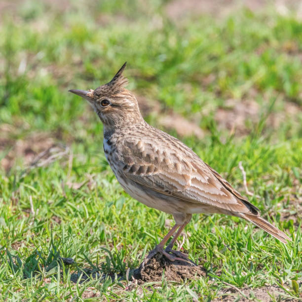 istock Crested lark on ground (Galerida cristata) Wildlife Close up 1137719157