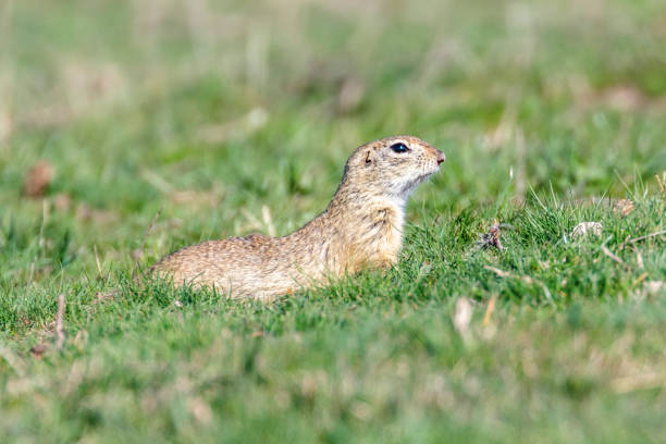 istock Souslik (Spermophilus citellus) European ground squirrel in the natural environment 1137719323