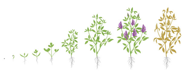 illustrazioni stock, clip art, cartoni animati e icone di tendenza di fasi di crescita della pianta di erba medica. illustrazione piatta vettoriale. medicago sativa. ciclo di vita cresciuto a lucerna. - alfalfa