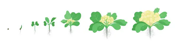 Vector illustration of Crop stages of Cauliflower cabbage. Growing Cauliflower plants. Harvest growth vegetable. Brassica oleracea vector flat Illustration.