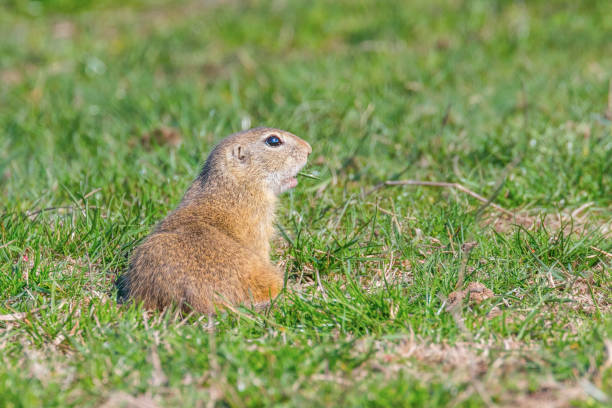istock Souslik (Spermophilus citellus) European ground squirrel in the natural environment 1137719585