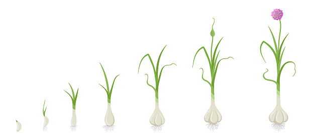 Crop stages of Garlic. Growing Garlic plant. Life cycle. Gardening harvest vegetable. Allium sativum. Vector flat Illustration on white background.