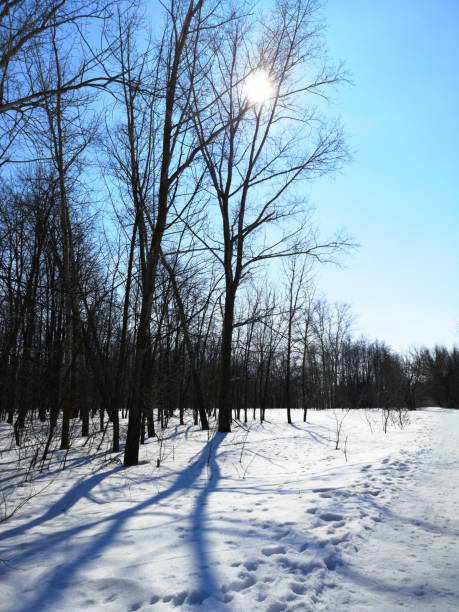 istock Winter Russian forest landscape with trees in early spring, melting snow 1137719633
