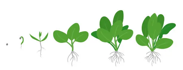 Vector illustration of Crop stages of Spinach. Growing Spinach plant. Green leafy vegetable growth. Spinacia oleracea. Vector flat Illustration.