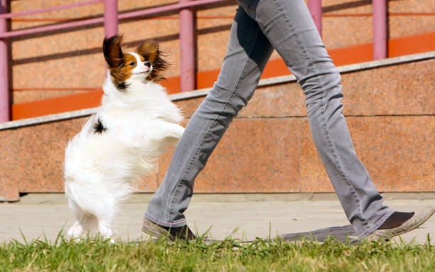 istock The Papillon follows the man on his hind legs. 1137719709