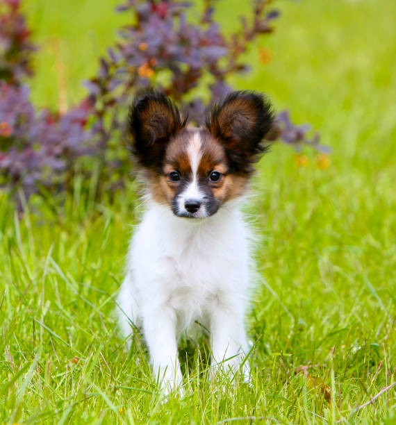 istock A beautiful papillon is sitting on the green grass. 1137720298